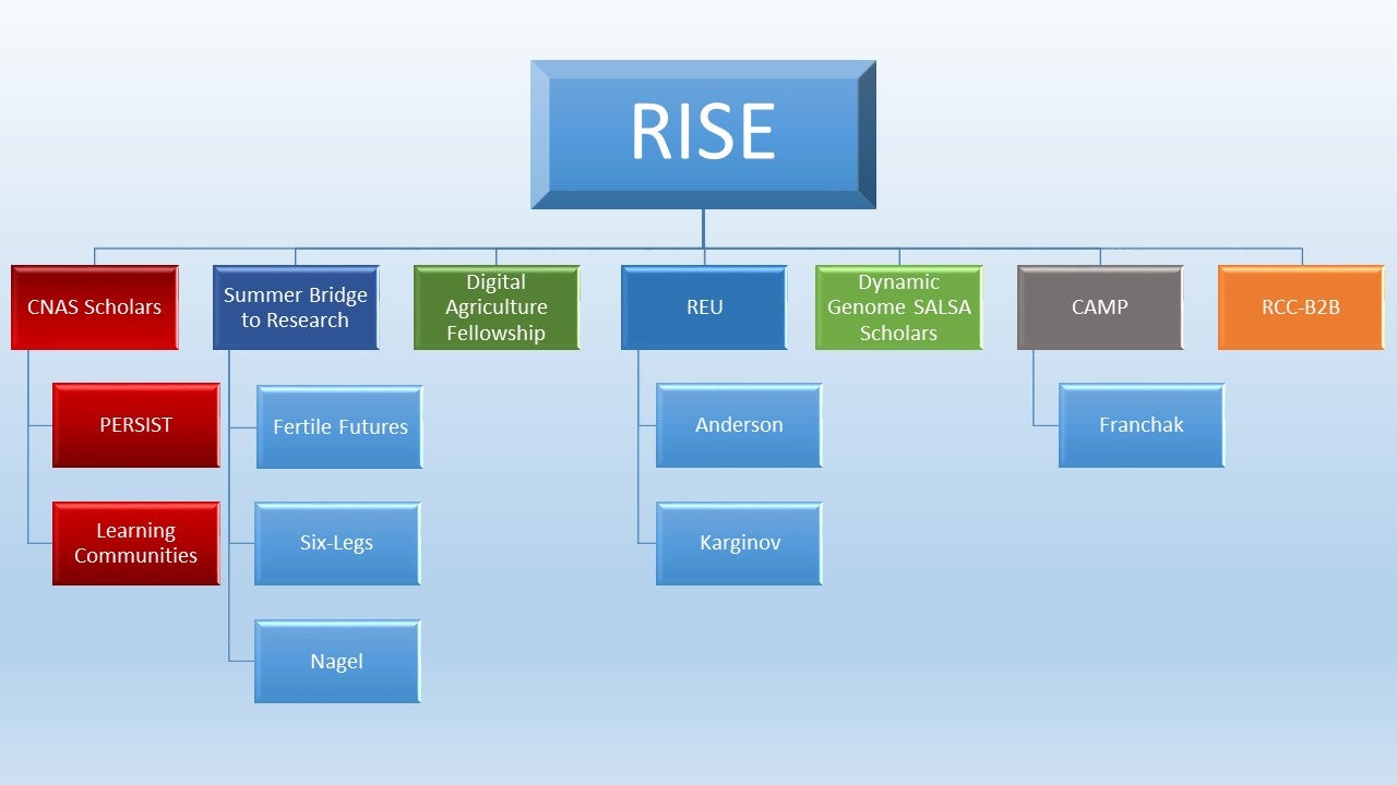 rise org chart 1