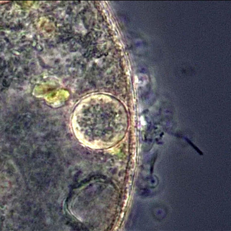 cell as seen under a microscope