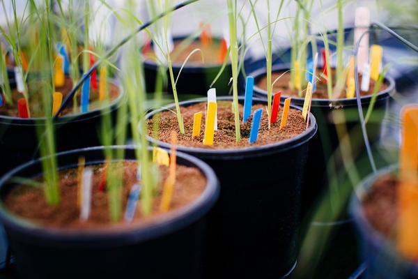 Plant specimens in greenhouse (c) UCR/Stan Lim