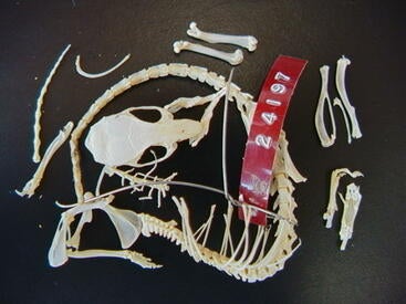 RISE Project Image Garland Lab Bones 